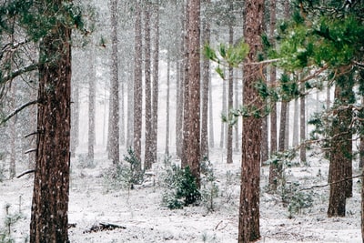 冬天被雪覆盖的高大松树